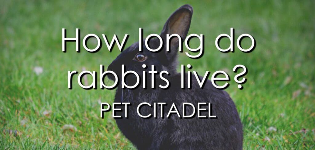 How Long Do Rabbits Live? - Banner Image
