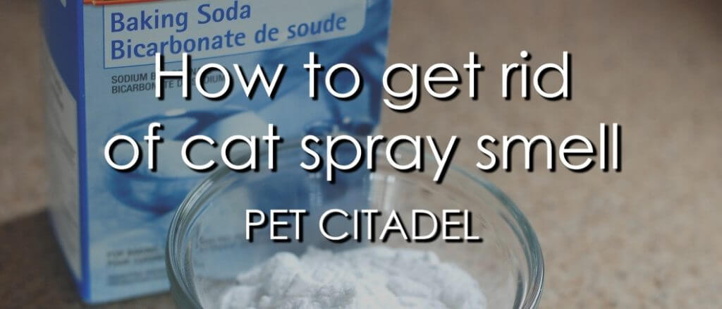 get rid of cat spray