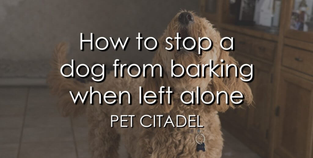 how to stop my dog barking when left alone