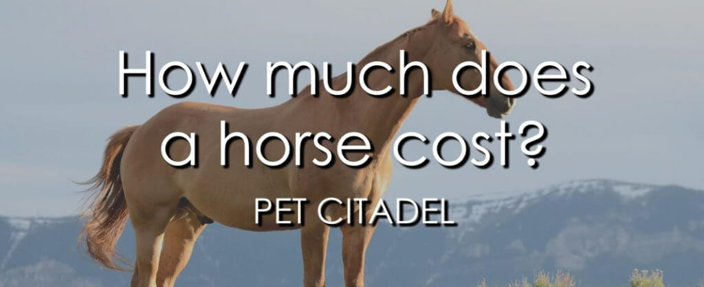 How Much Does A Horse Cost? - Banner Image