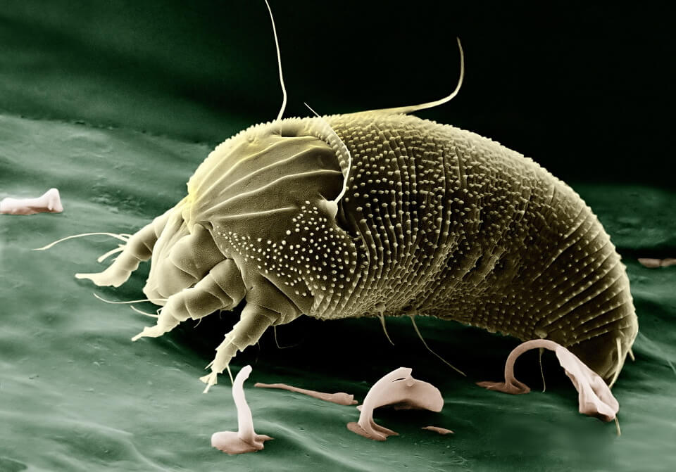 Close-up of a mite