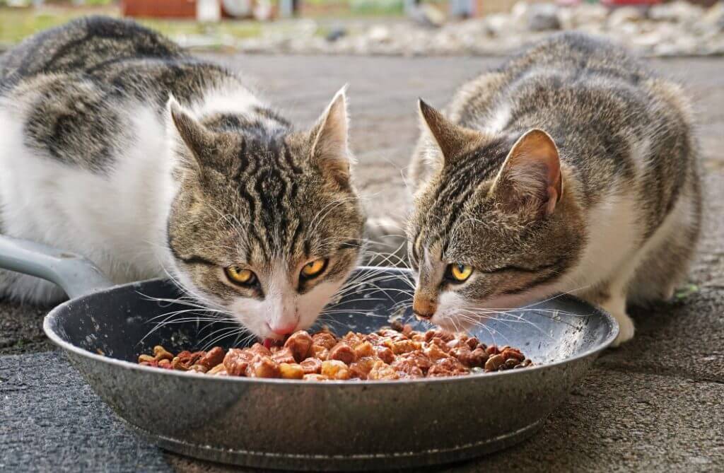 Cats eating food from a bowl