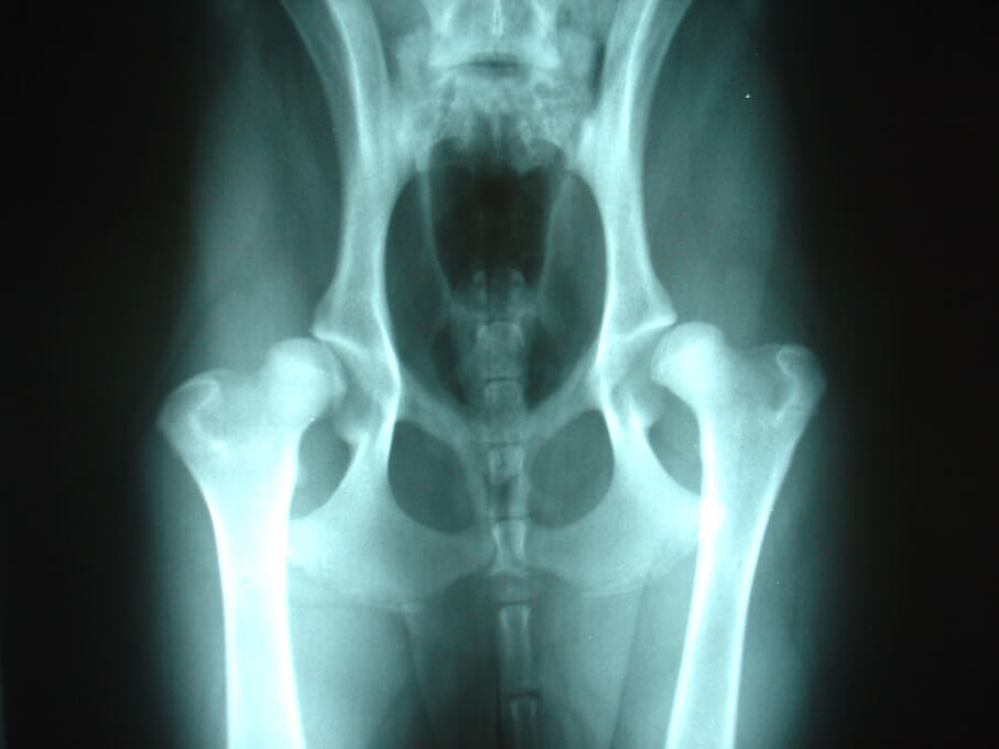 Hip dysplasia in a dog x-ray