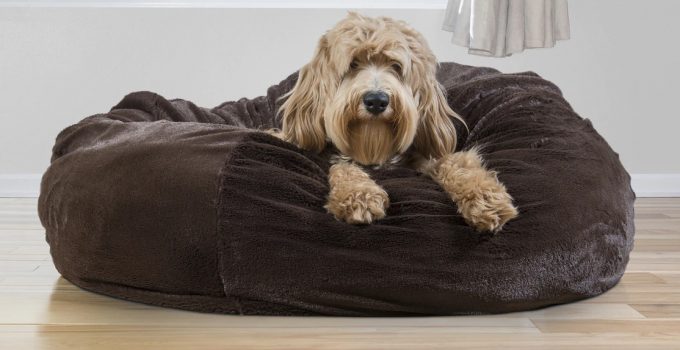 5 Best Dog Beds For Cockapoos – 2022 Reviews & Buying Guide
