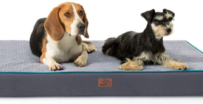 5 Best Orthopedic Dog Beds – 2023 Reviews & Buying Guide
