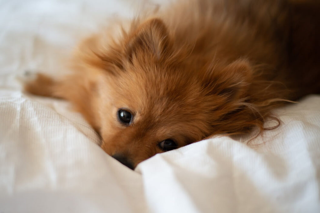 Pomeranian nestling into bedding