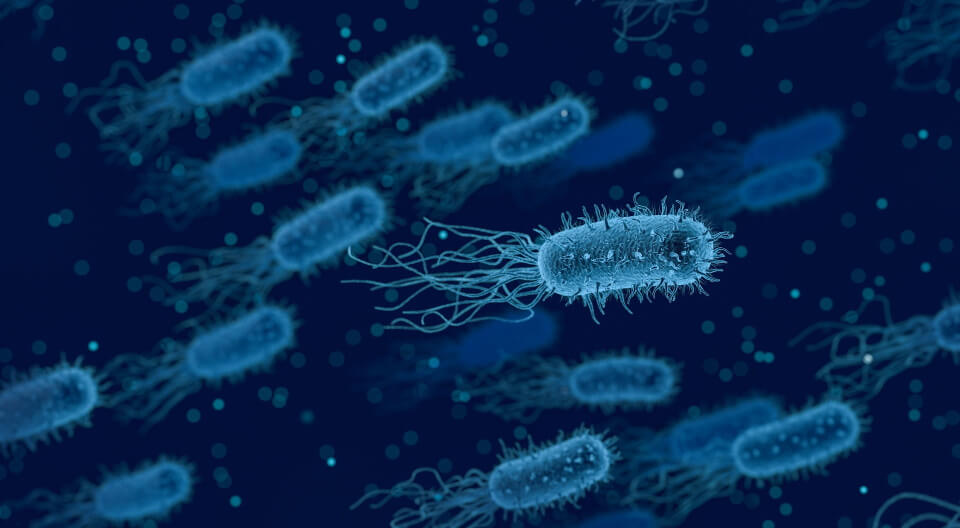 Bacteria imaging