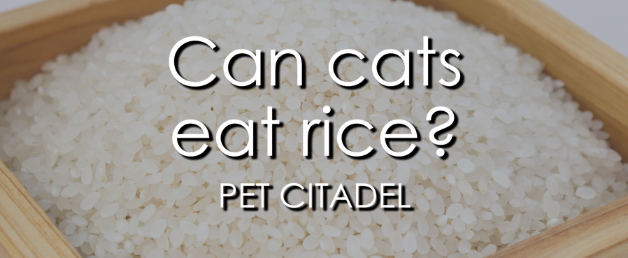 Can cats eat rice? - Banner