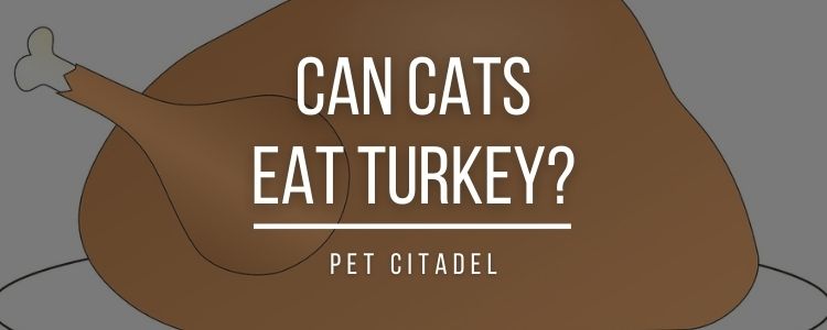 Can Cats Eat Turkey? - Banner Image