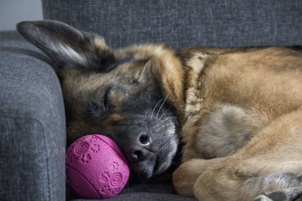 German Shepherd lying on couch with ball