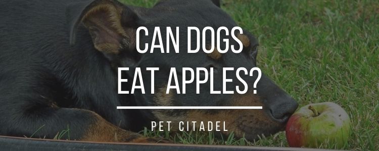 Can Dogs Eat Apples? - Banner