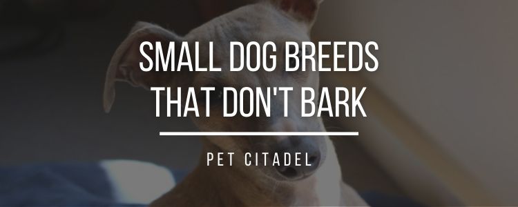 Small Dog Breeds That Don't Bark - Header